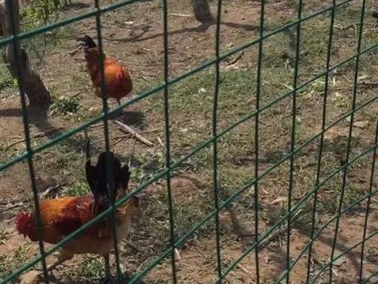 養雞圍欄鐵絲網 養雞圍欄鐵絲網